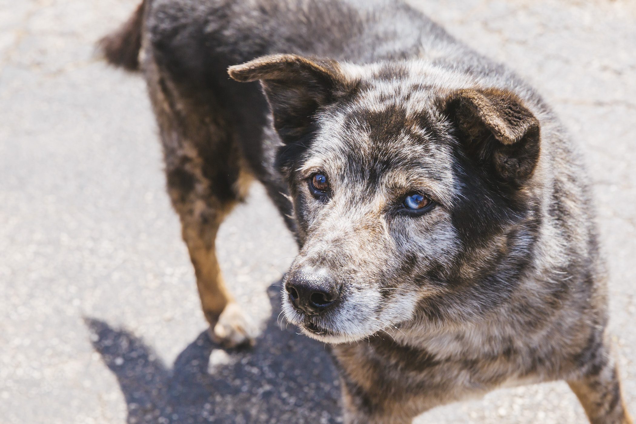 RUFFined Spotlight Olive the Australian Cattle Dog/Australian Shepherd