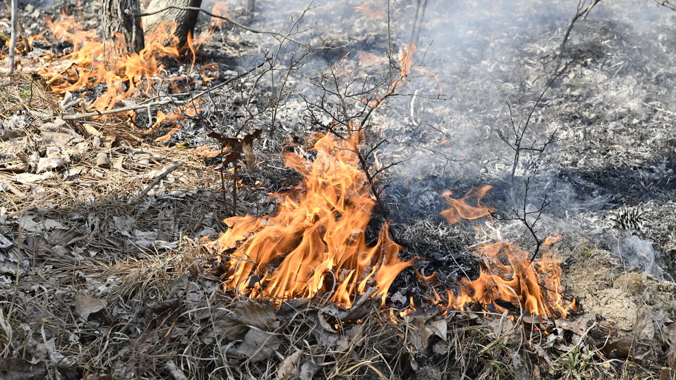 Tennessee Division of Forestry creates prescribed fire strike team - WZTV
