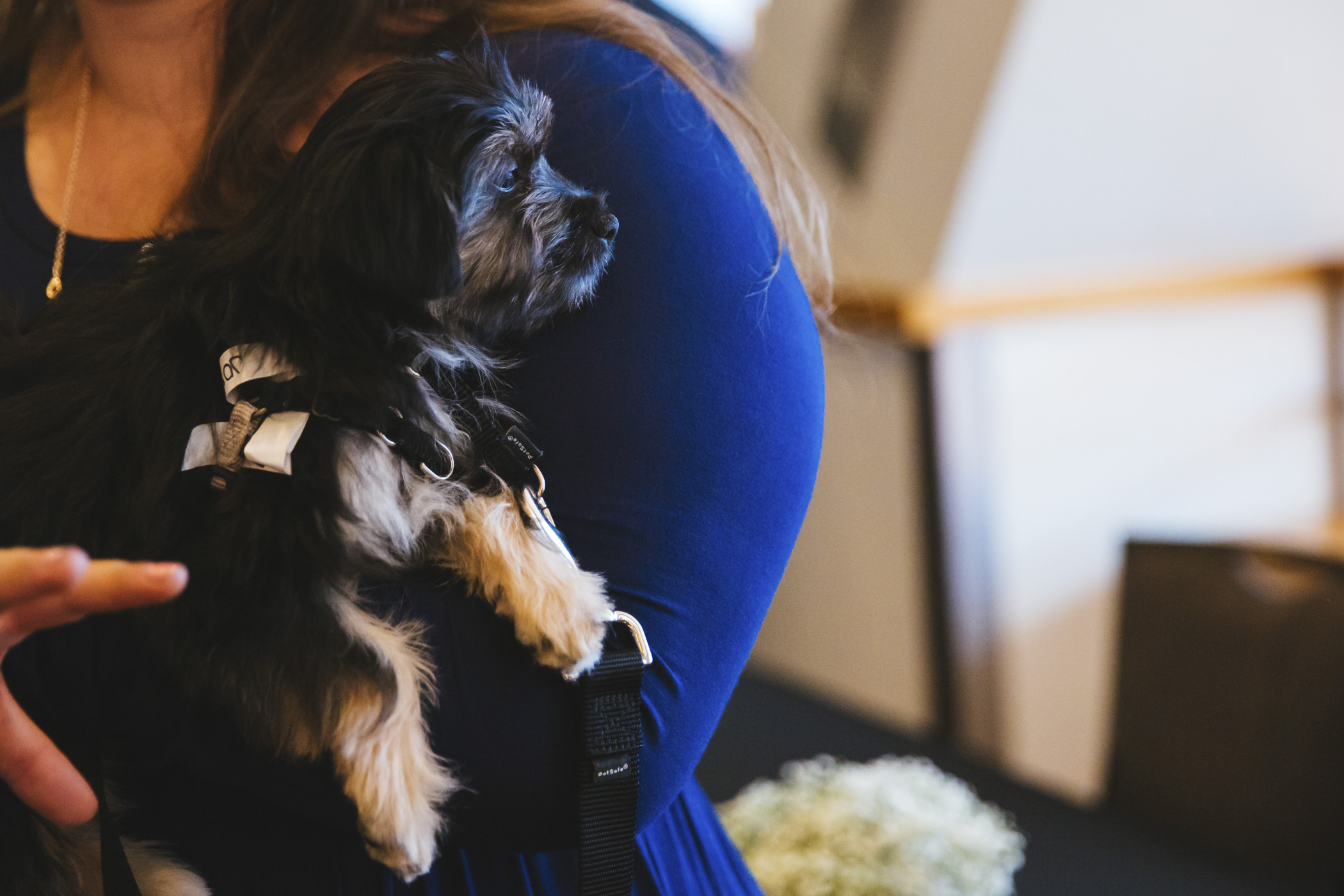 Photos 2019 Tuxes and Tails event raises 1.5M for Seattle Humane