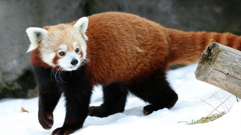 Ask 13 Why Are Red Pandas Coming To WNC Nature Center WLOS Ask 13 Why Are Red Pandas Coming To WNC Nature Center WLOS