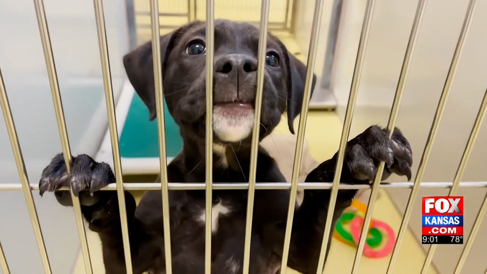 Kansas Humane Society At Maximum Capacity Ksas