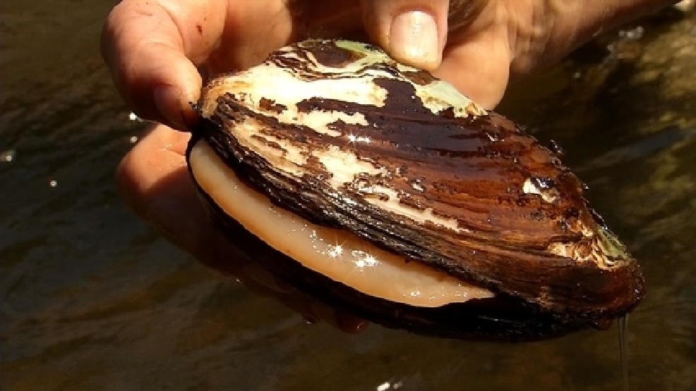 The 411 On Fresh Water Mussels WCHS