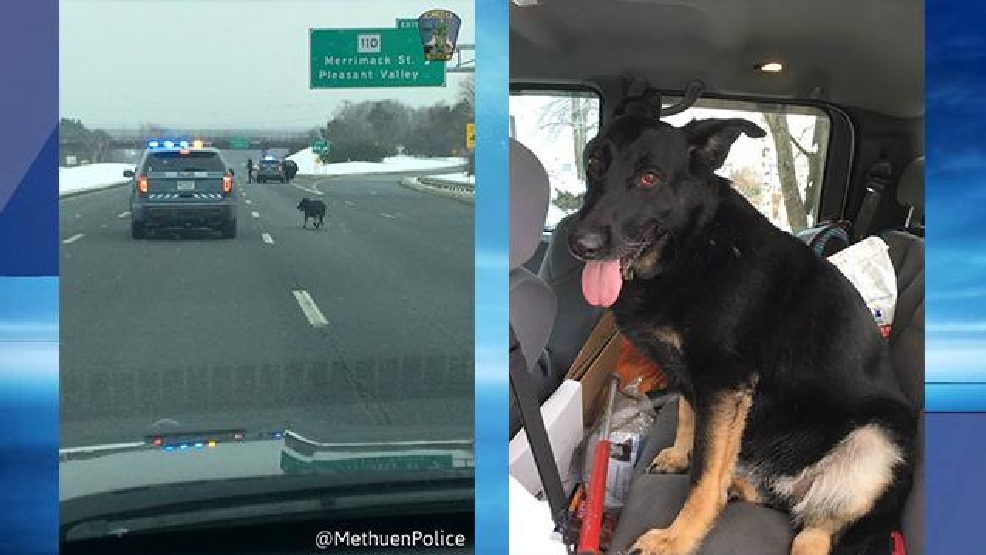Officers rescue dog on highway WJAR