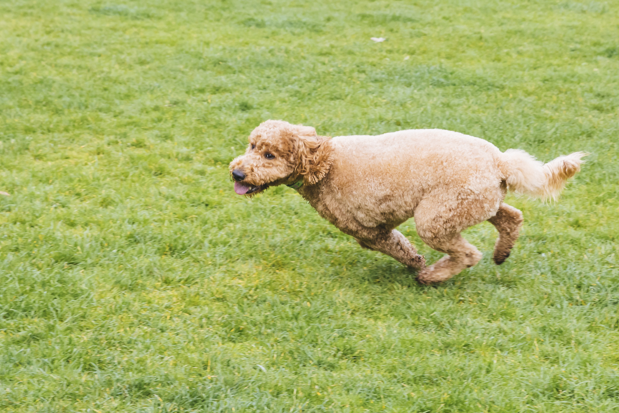 RUFFined Spotlight Rosie the GoldenDoodle Seattle Refined