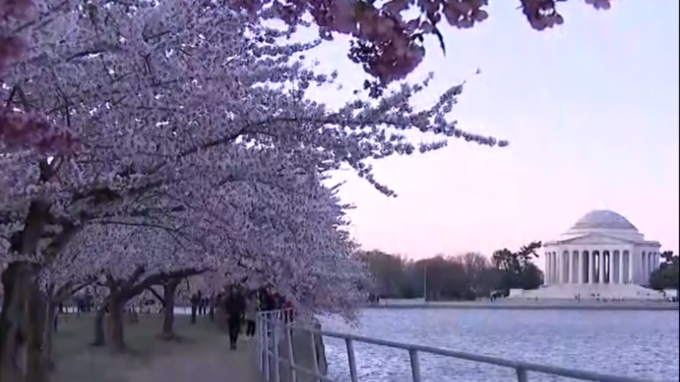 Watch Washington D.C. cherry blossoms in full bloom WWMT