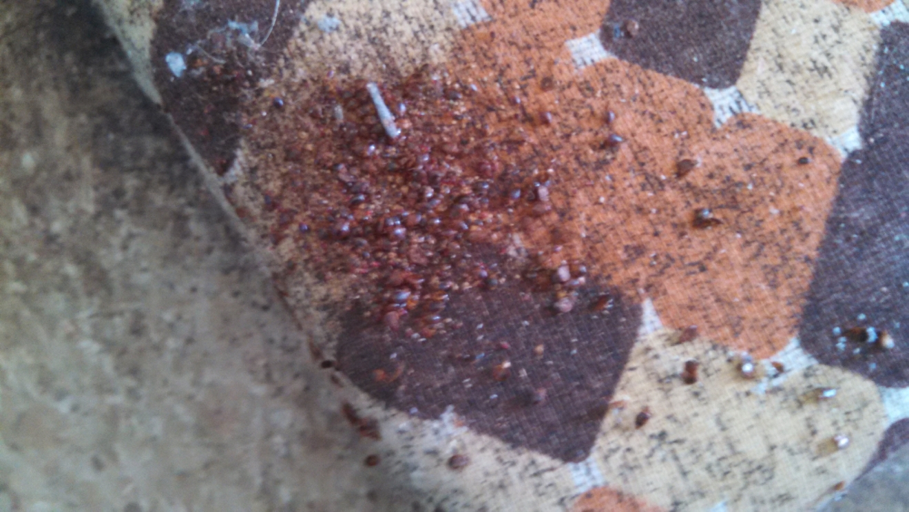 Bed Bugs Augusta Maine Bed Bugs Augusta Maine