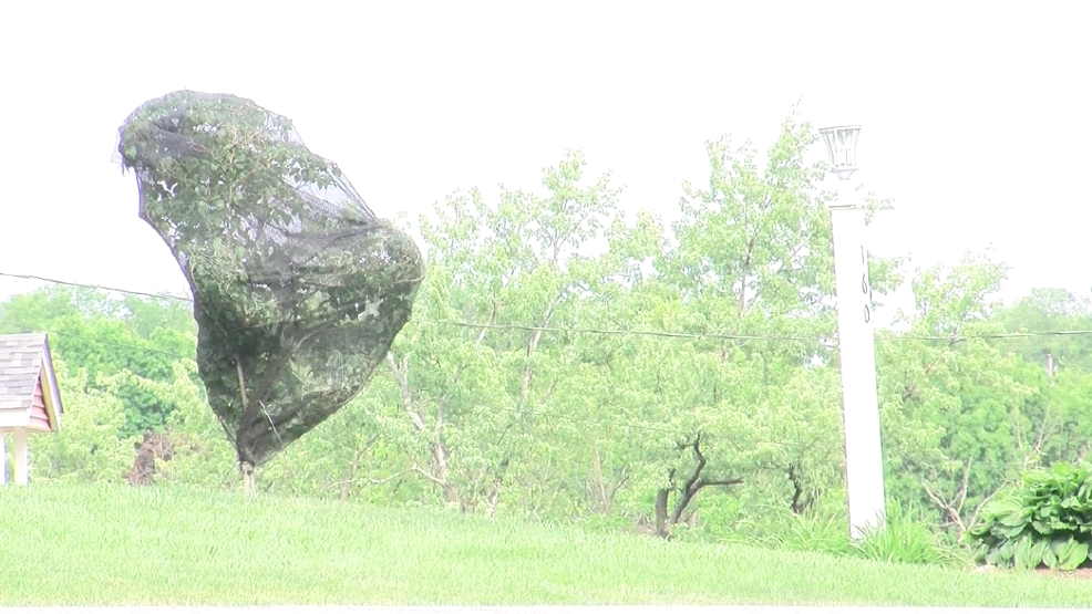 How to protect young trees from cicada damage WTOV