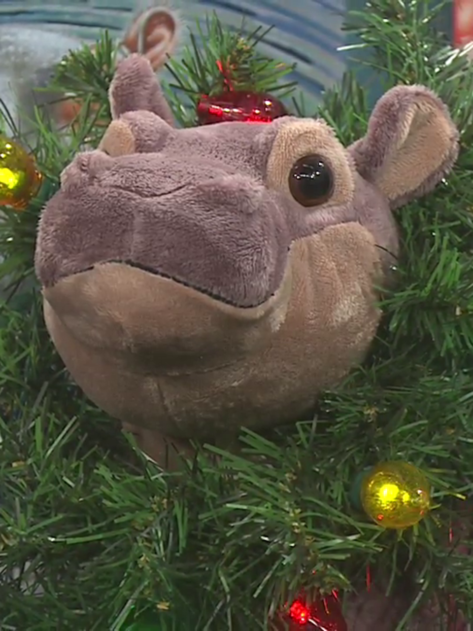 fiona hippo plush