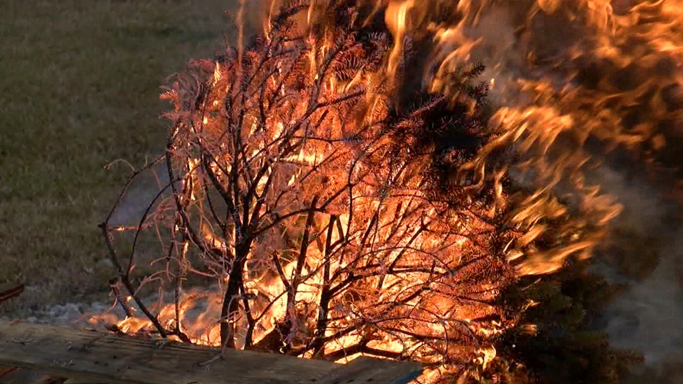 Study 33 of Christmas tree fires happen in January WCTI