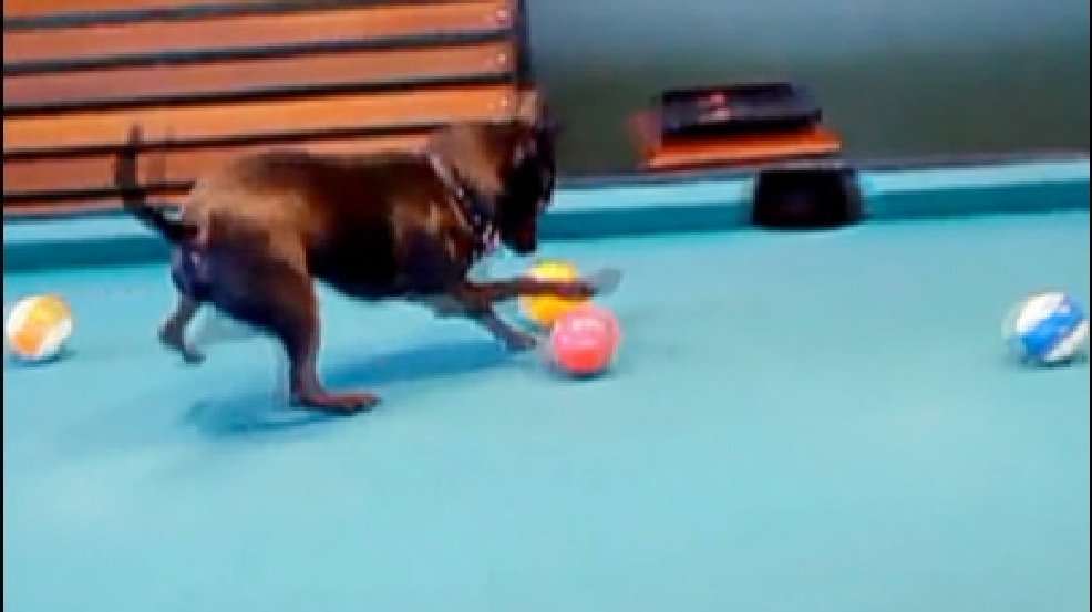 130506_pool_shark.jpg