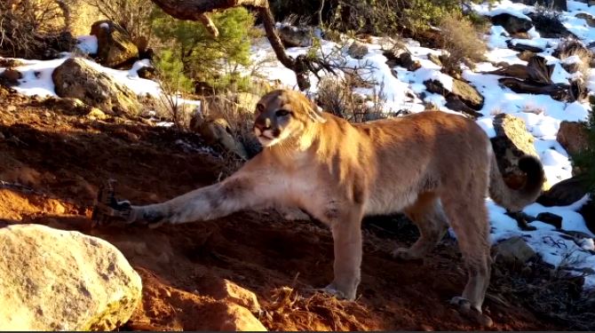Video Shows Large Cougar Being Released From Trap In Southern Utah Kutv