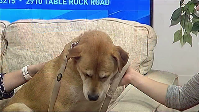 Adopt-A-Pet, meet Max