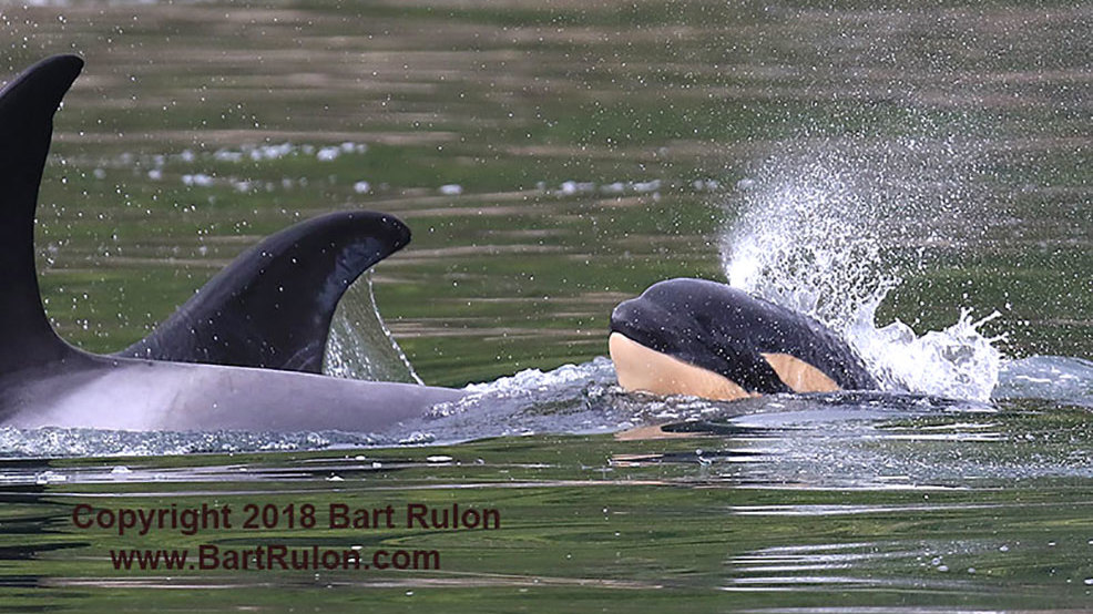 Transient orcas a newborn calf in Hood Canal waters KOMO