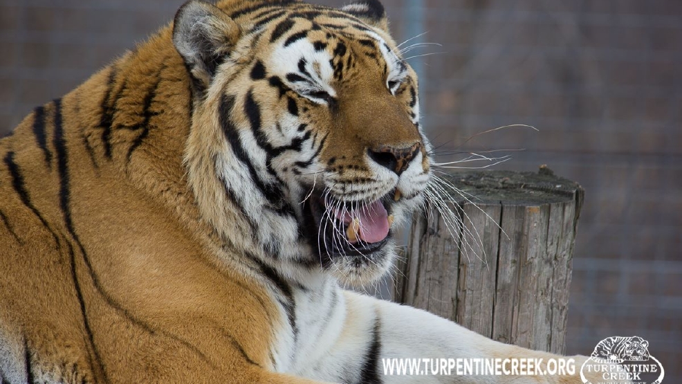 Arkansas nonprofit takes on largest big cat rescue in US ...