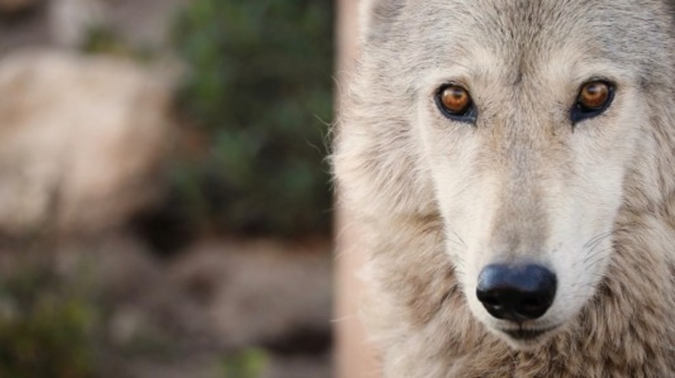 Hiking with a wolf pack is a real thing you can do just outside Los Angeles circa.brightspotcdn-8.jpg