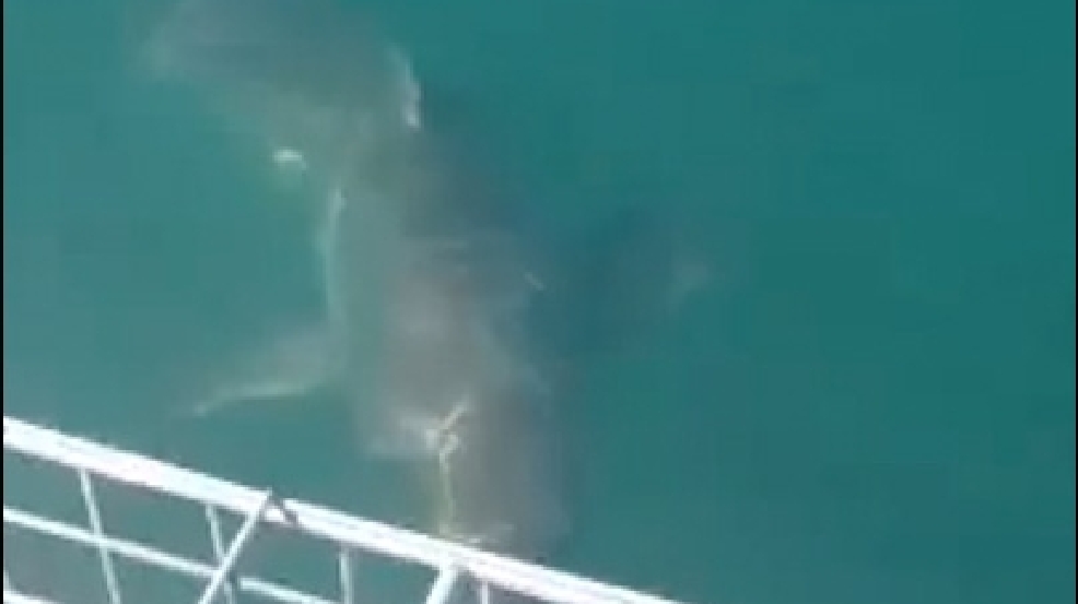 130325_sharks.jpg