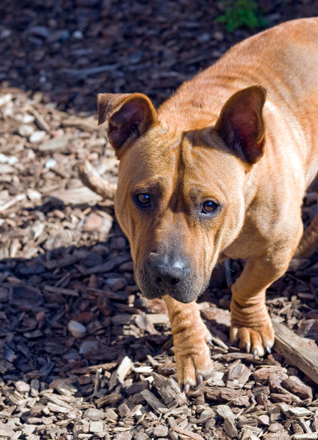 Pet of the Week Rhino the dog DC Refined