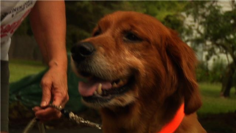 lucas county dog licenses lucas county dog licenses