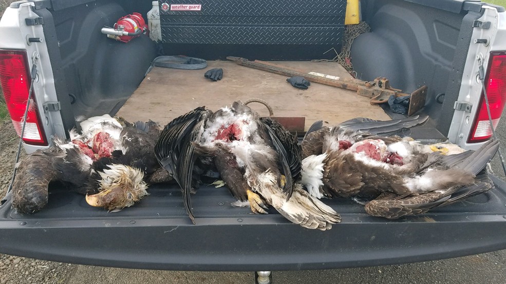 3 bald eagles found shot to death south of albany kval
