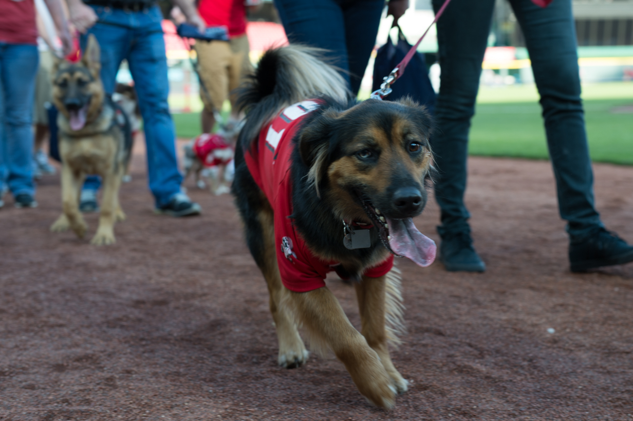 Photos From The Reds’ First Bark In The Park (5.8.18) Cincinnati Refined