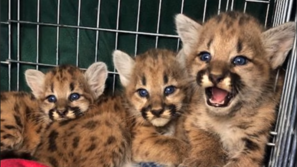 3 Orphaned Cougar Kittens Rescued In Uinta Mountains | KUTV