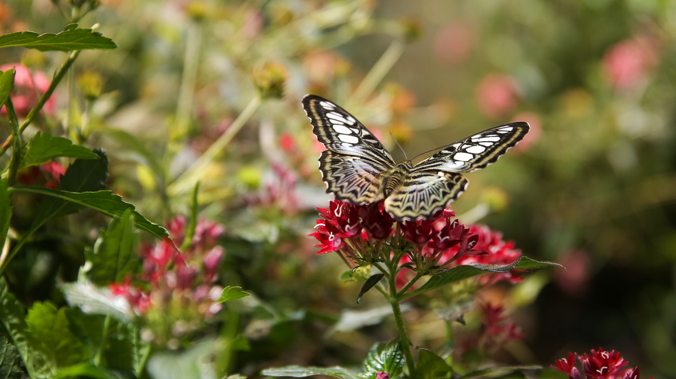 The Butterfly Pavilion at the Natural History Museum is so dreamy DC Refined