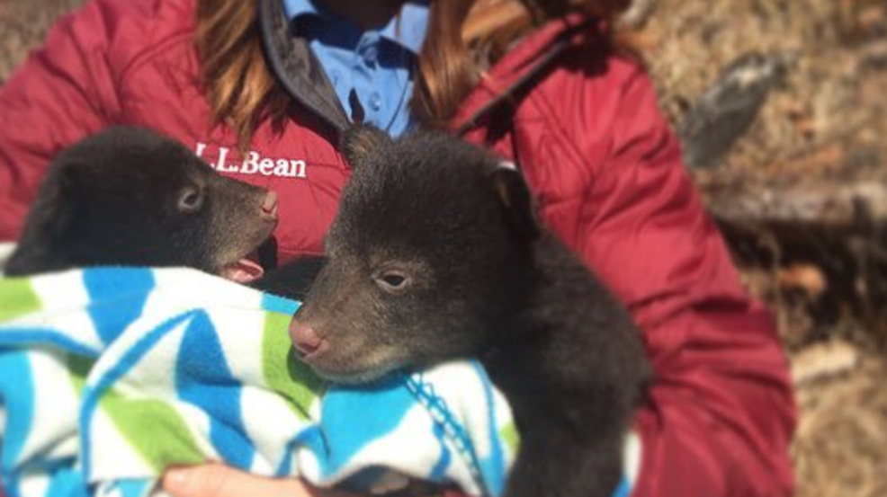 Tracking the black bear population in Arkansas KATV