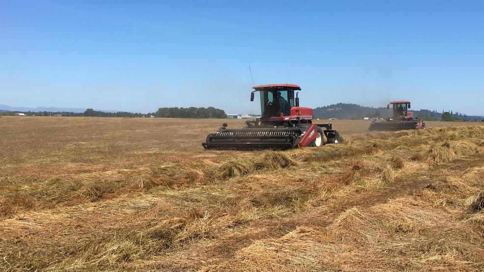 Allergies acting up? Must be harvest time in the Grass Seed Capital of