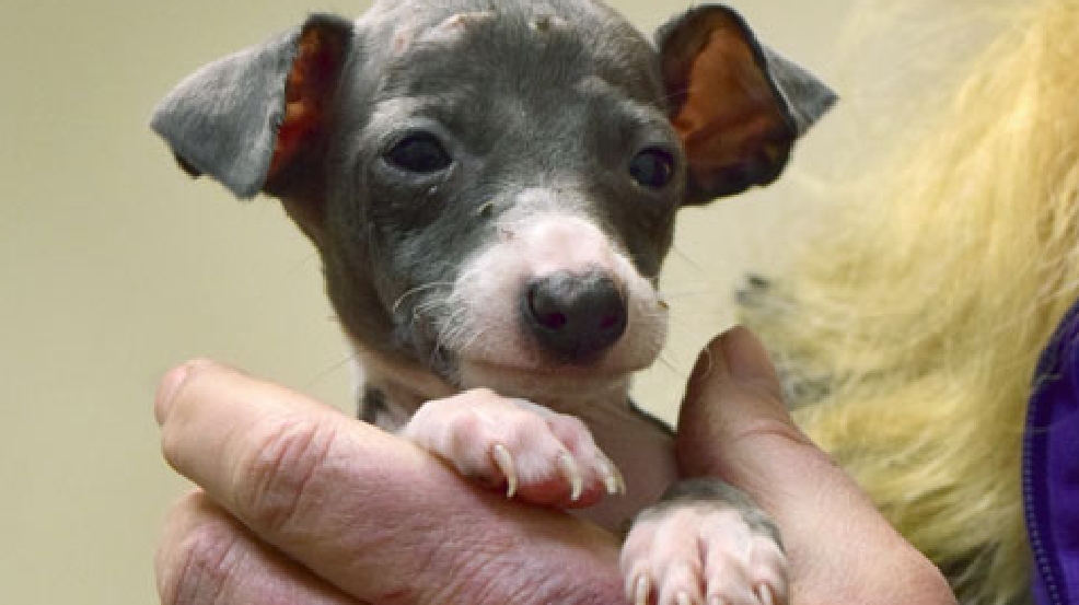 Dozen Italian Greyhounds will be up for adoption Friday at OHS KATU Dozen Italian Greyhounds will be up for adoption Friday at OHS KATU