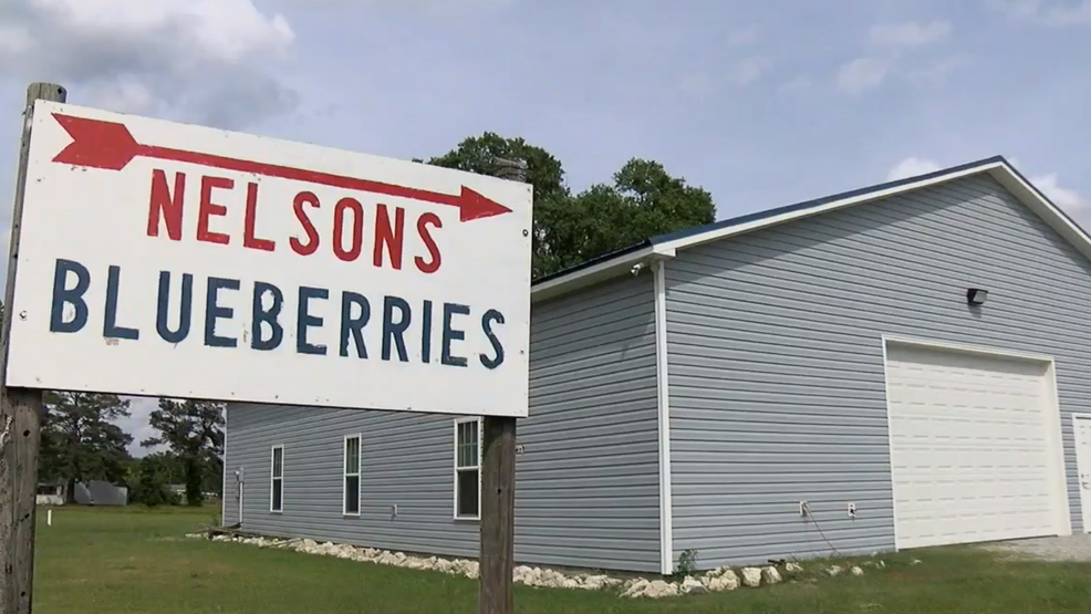 Blueberry farm closed due to heavy rain WCTI