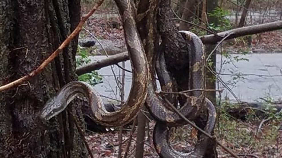 Large snake spotted hanging from tree in Tennessee park after heavy