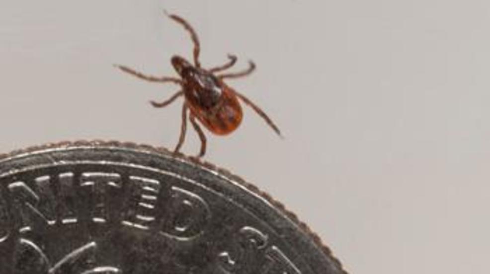 Return of spring weather means ticks are coming back WHAM