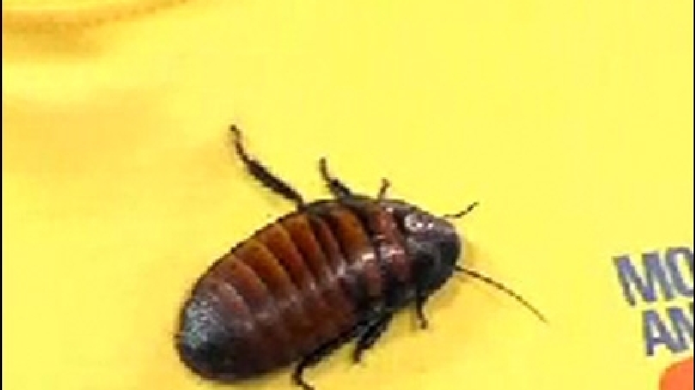 130613_roach.jpg
