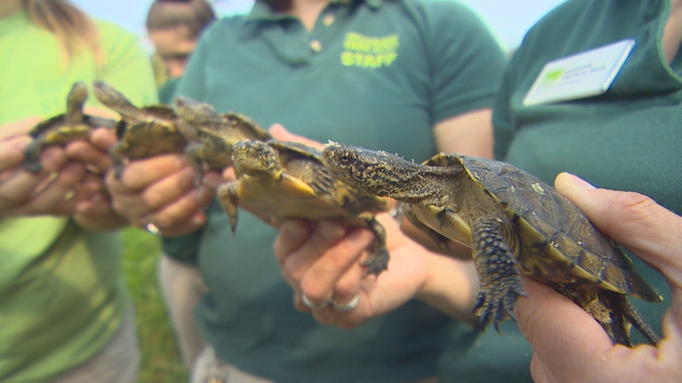 Thousands of native turtles thriving after brink of extinction 20 years