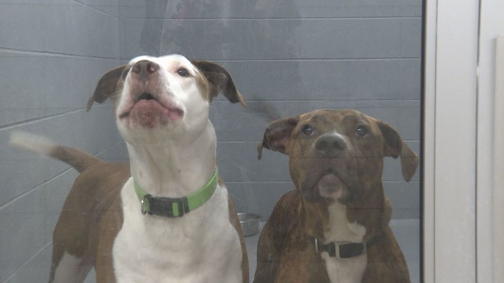local pitbull breeders