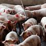 Pork giant Smithfield to convert pig poop gases into power