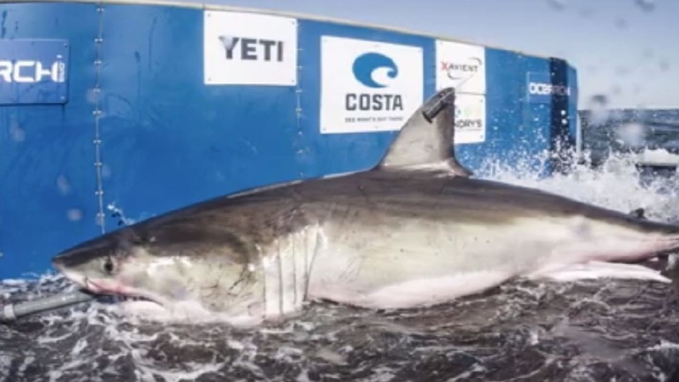 Great White Watch Hilton Hanging Around Myrtle Beach Wciv